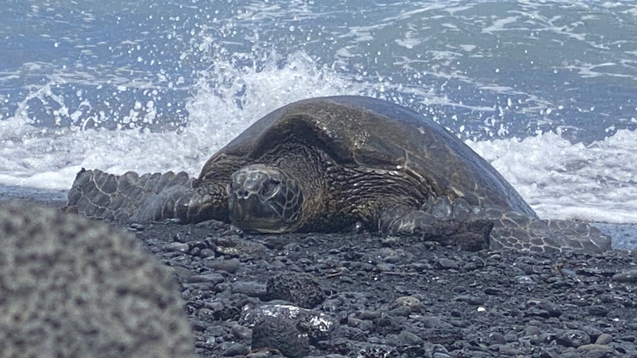 Photo of Others in Ocean View