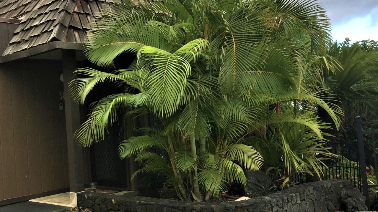 Photo of Outdoor in Punaluu
