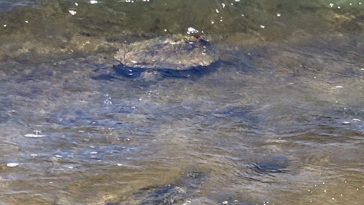 Photo of Others in Mokuleia