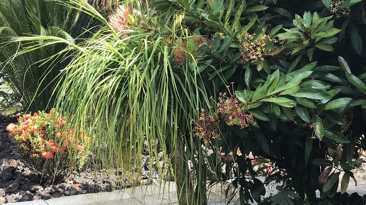 Photo of Outdoor in Honomu