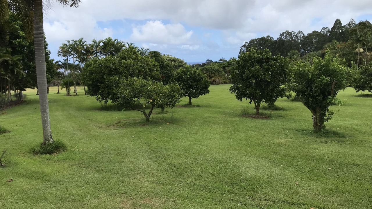 Photo of Others in Honomu