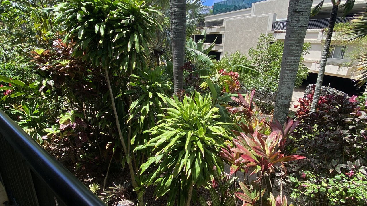 Photo of Outdoor in Koloa