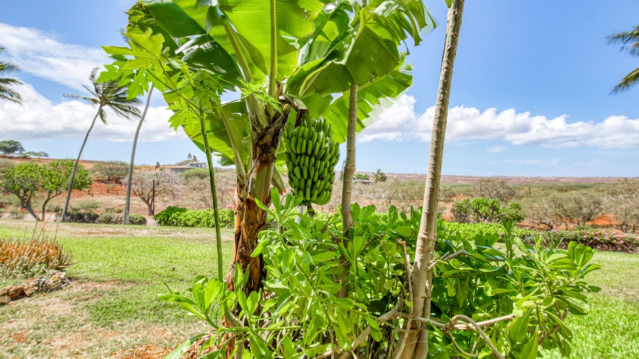 Photo of Outdoor in Maunaloa