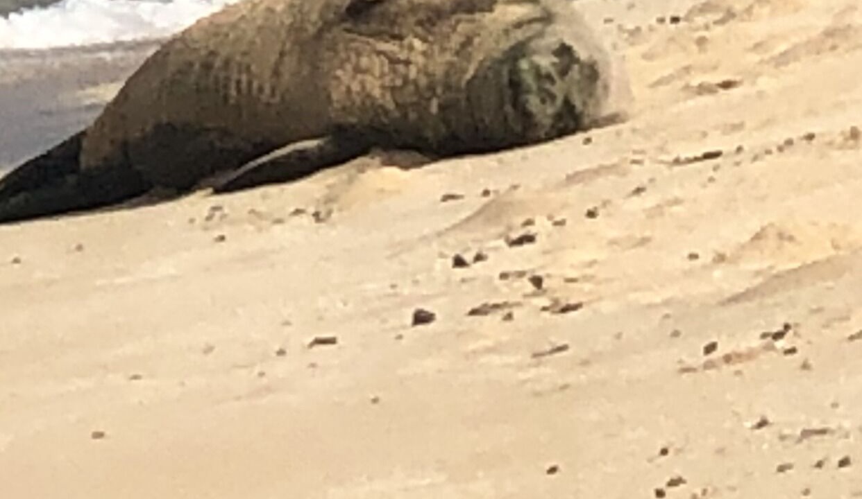 Photo of Others in Makaha