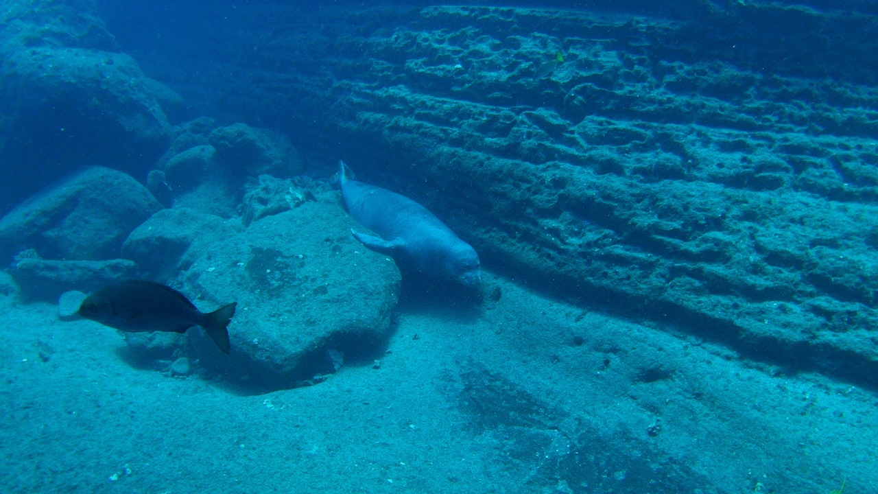 Photo of Others in Princeville