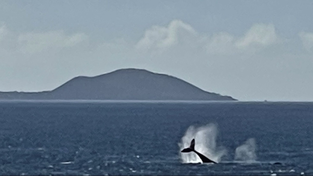 Photo of Others in Maalaea