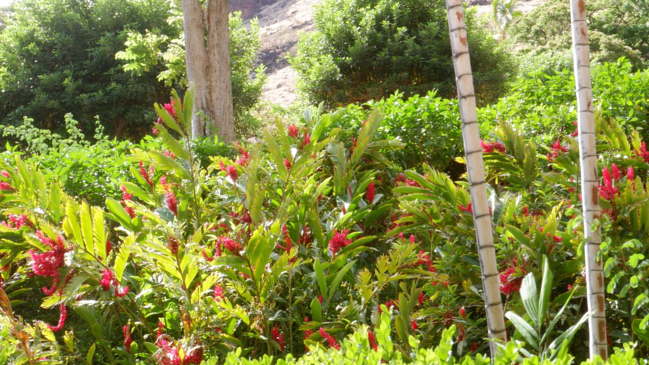 Photo of Outdoor in Makaha