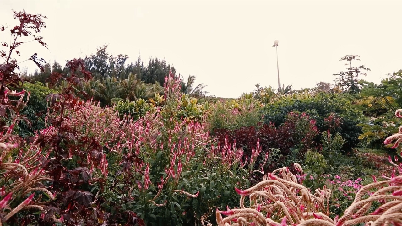 Photo of Outdoor in Kapaau