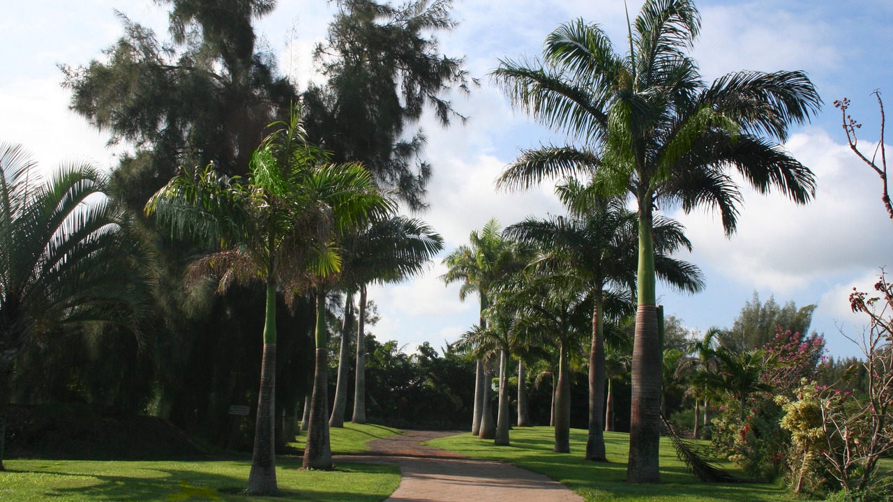 Photo of Outdoor in Kapaau