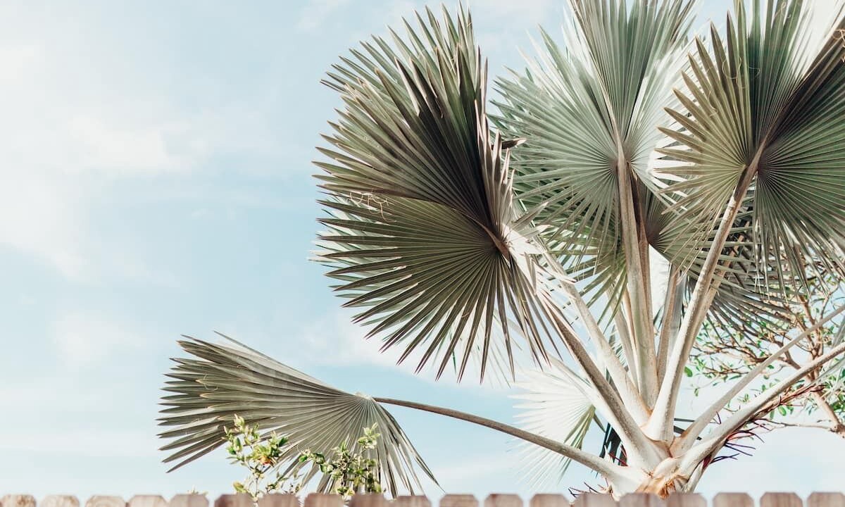 Photo of Outdoor in Kona Palisades