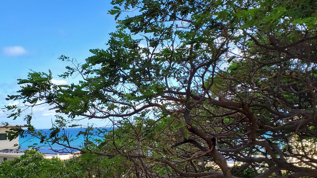 Photo of Others in Diamond Head - Kapahulu - St. Louis