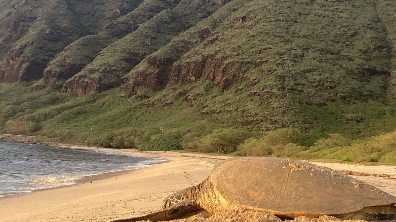 Photo of Others in Makaha