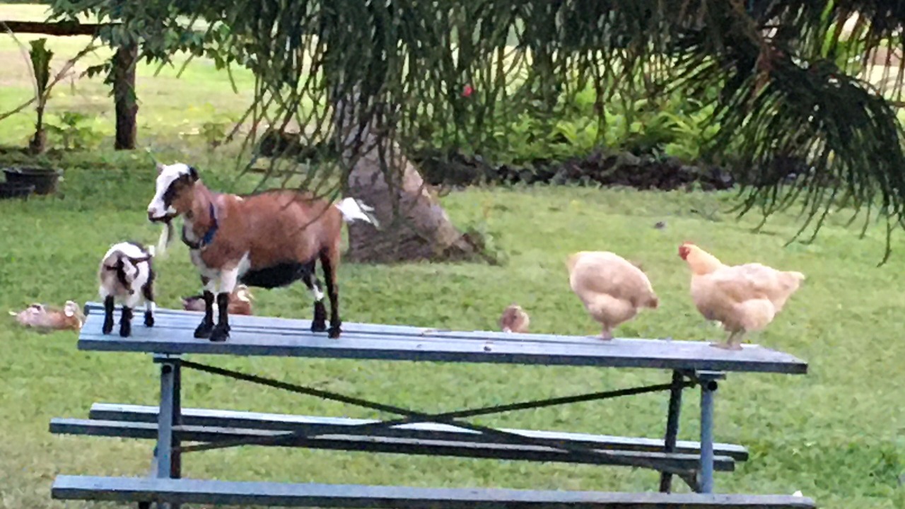 Photo of Outdoor in Hana