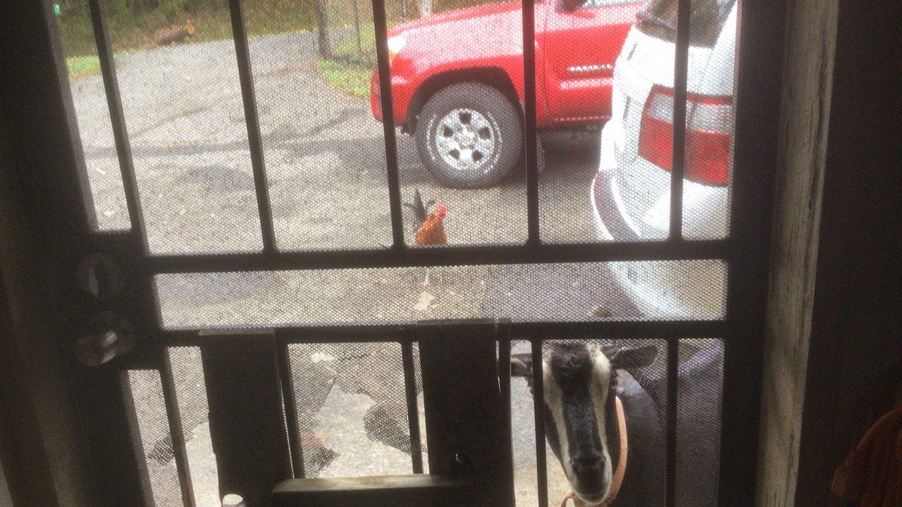 Photo of Others in Pahoa