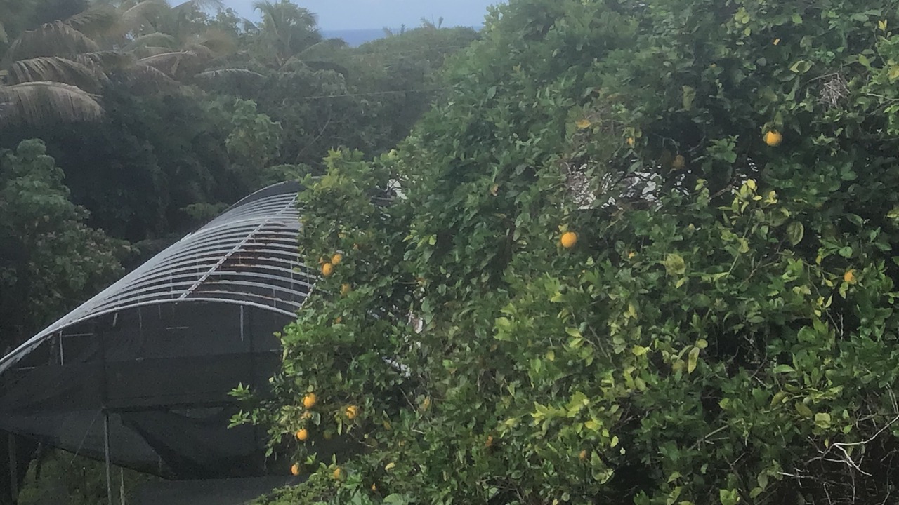 Photo of Outdoor in Pahoa