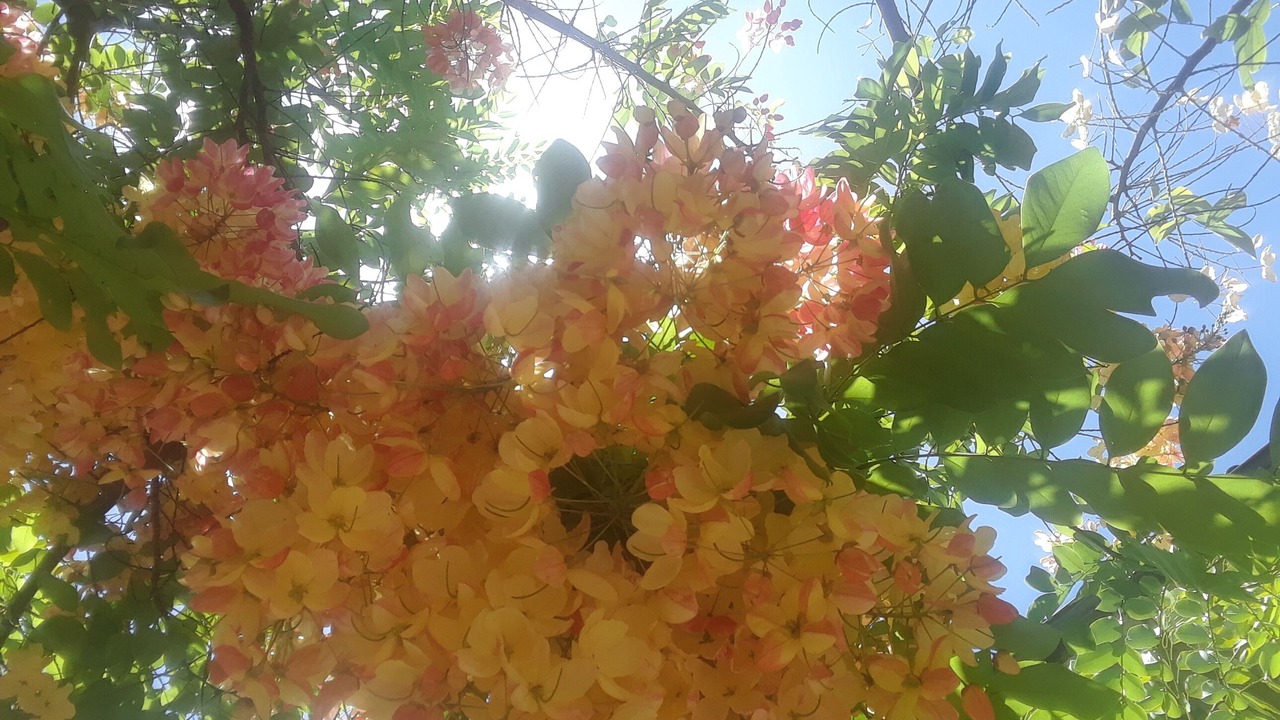 Photo of Outdoor in Waikiki