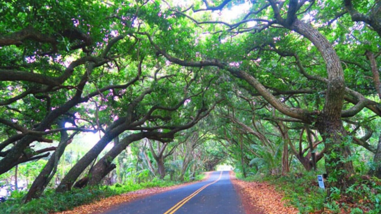Photo of Others in Kalapana