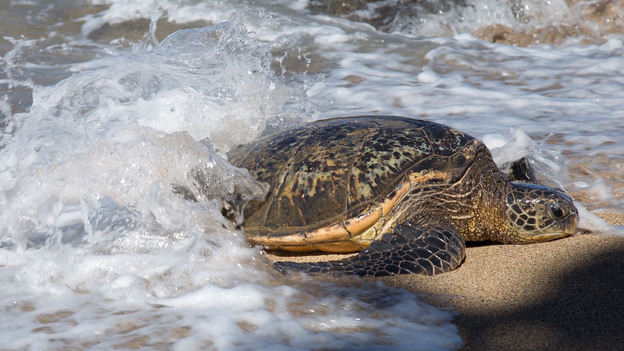 Photo of Others in Wailea
