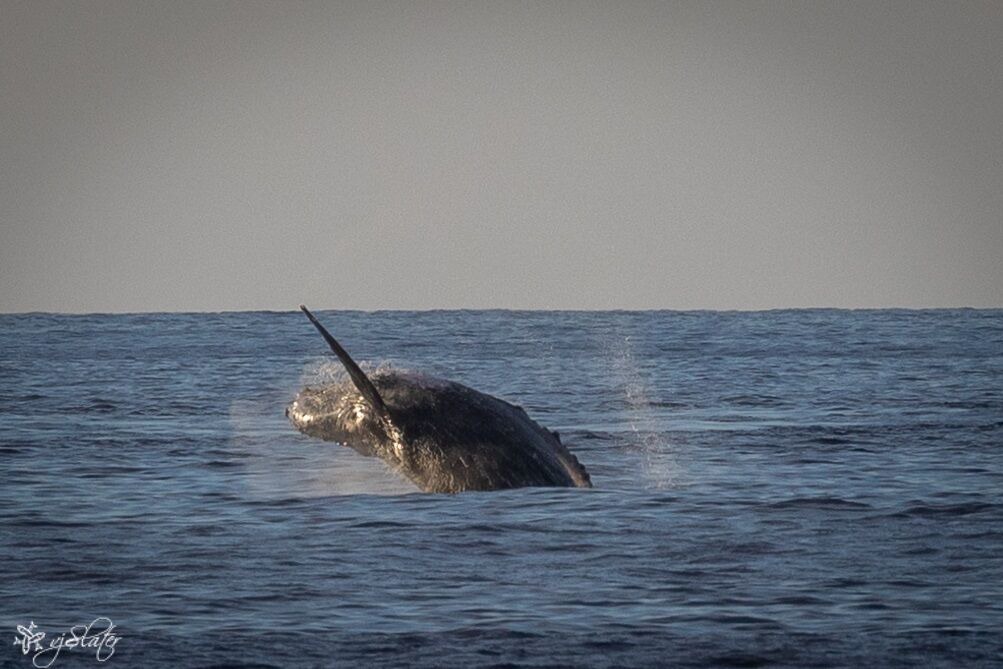 Photo of Others in Kailua-Kona