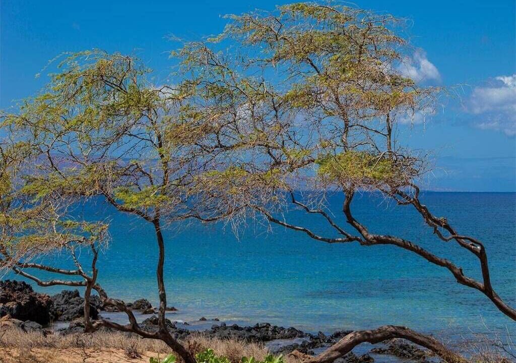 Photo of Others in Kihei