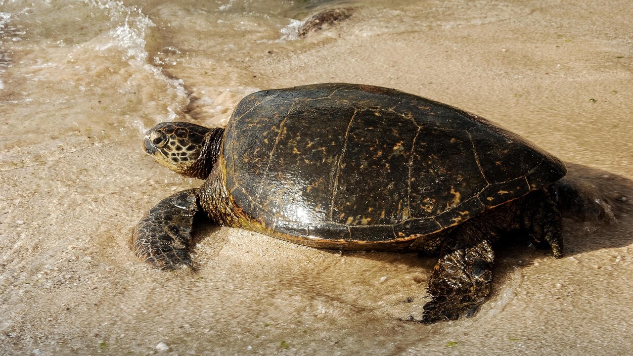 Photo of Others in Poipu