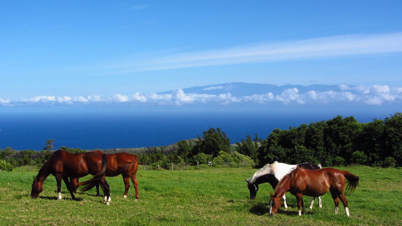 Photo of Outdoor in Hawi