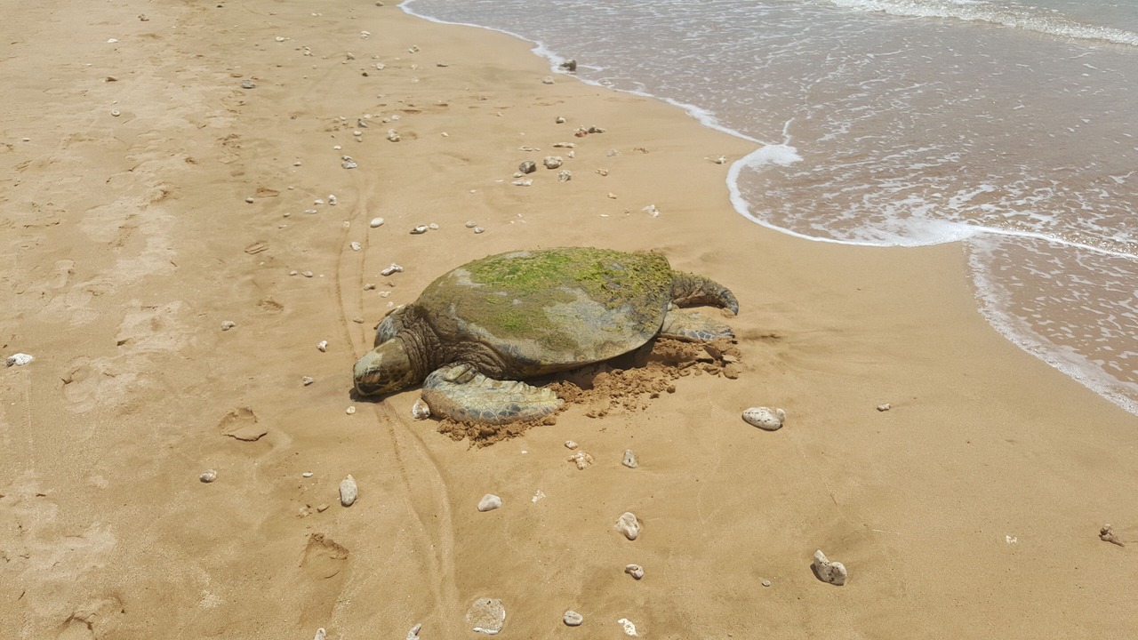 Photo of Others in Kihei