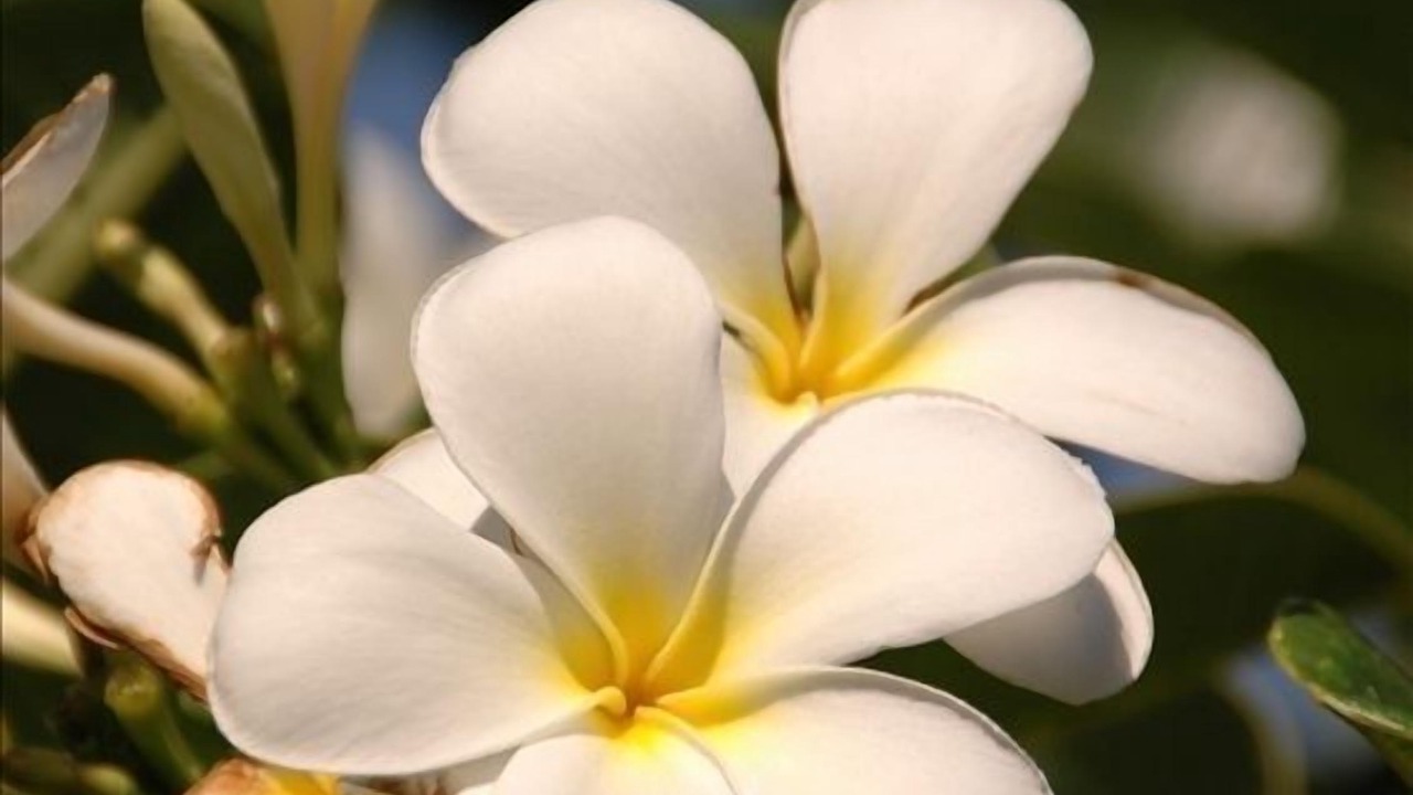 Photo of Others in Maalaea