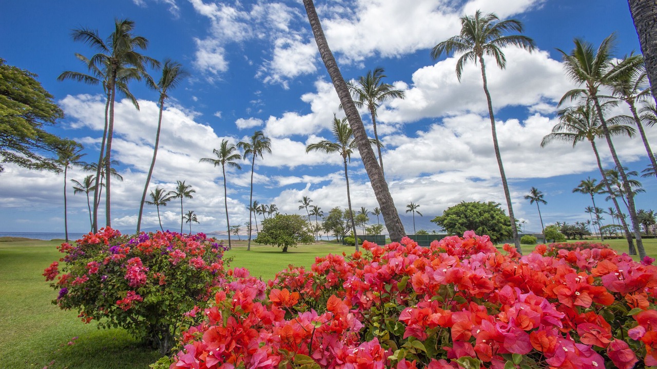 Photo of Others in Kihei