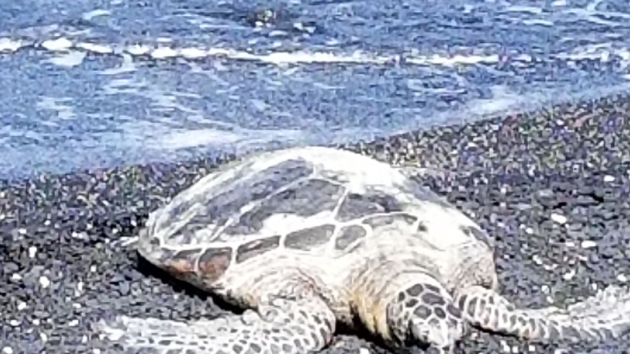 Photo of Others in Makaha