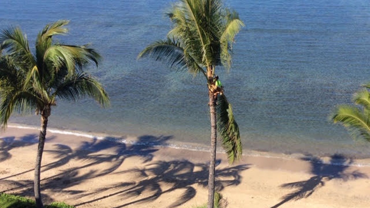 Photo of Others in Historic Lahaina Front Street