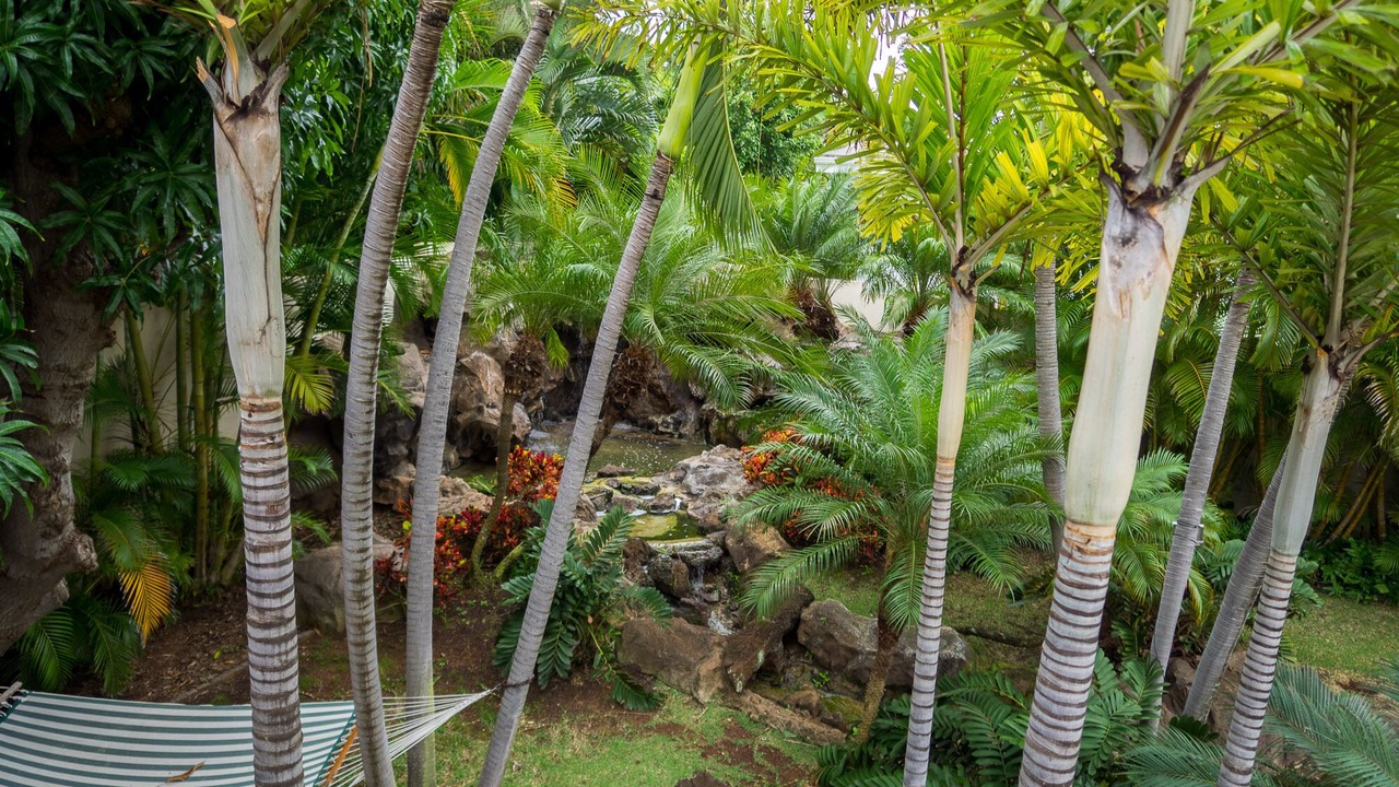 Photo of Outdoor in Kahala