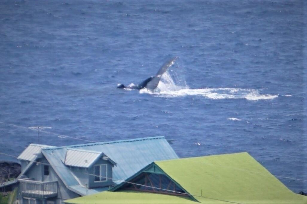 Photo of Outdoor in Captain Cook