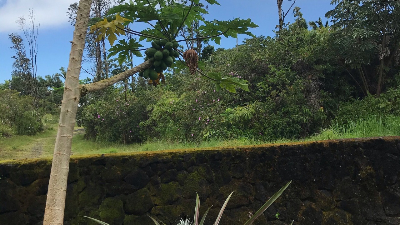 Photo of Outdoor in Keaau