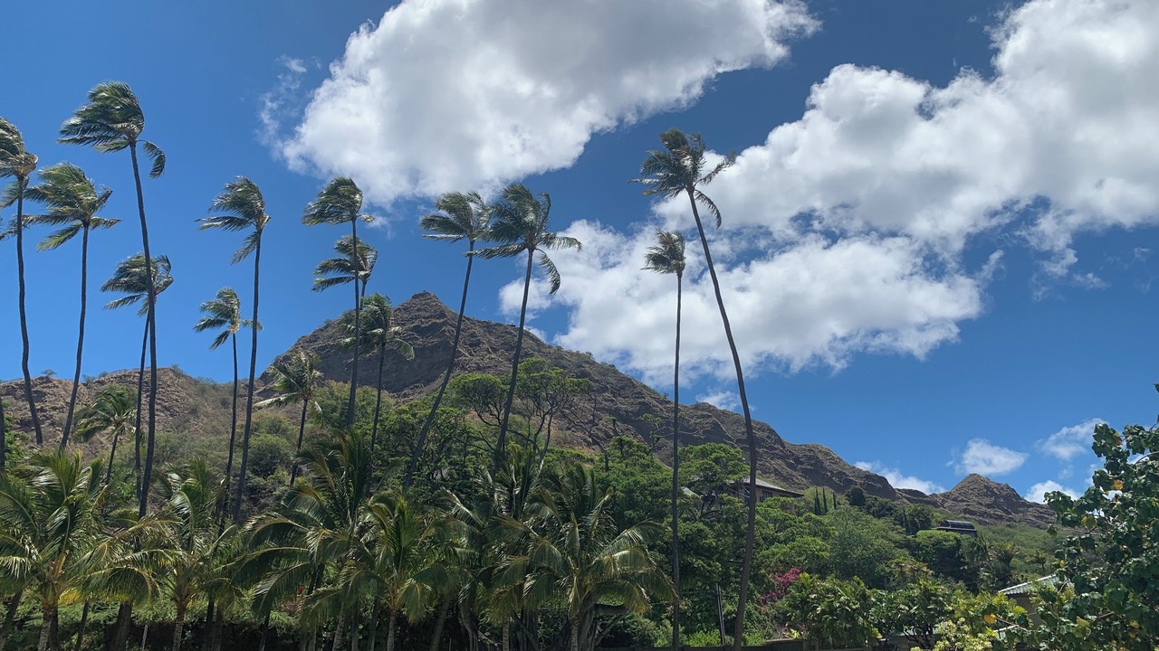 Photo of Others in Waikiki
