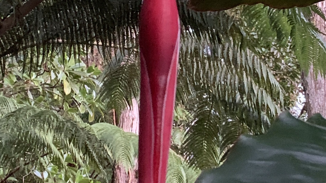 Photo of Outdoor in Kailua-Kona