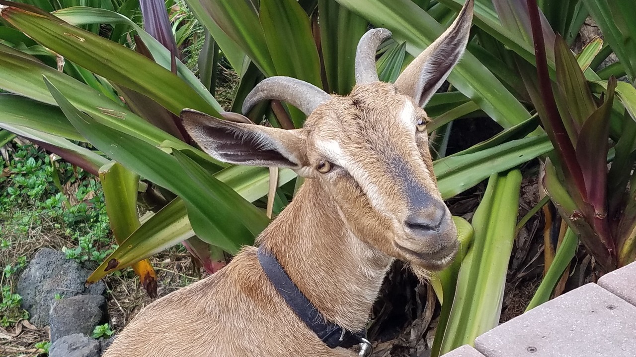 Photo of Others in Kailua-Kona