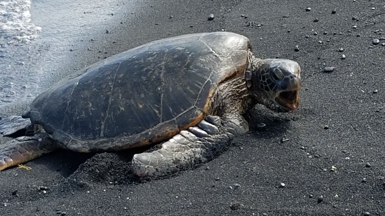 Photo of Others in Kailua-Kona