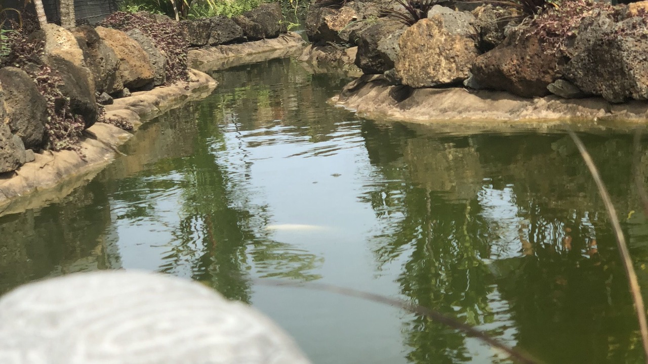 Photo of Outdoor in Poipu