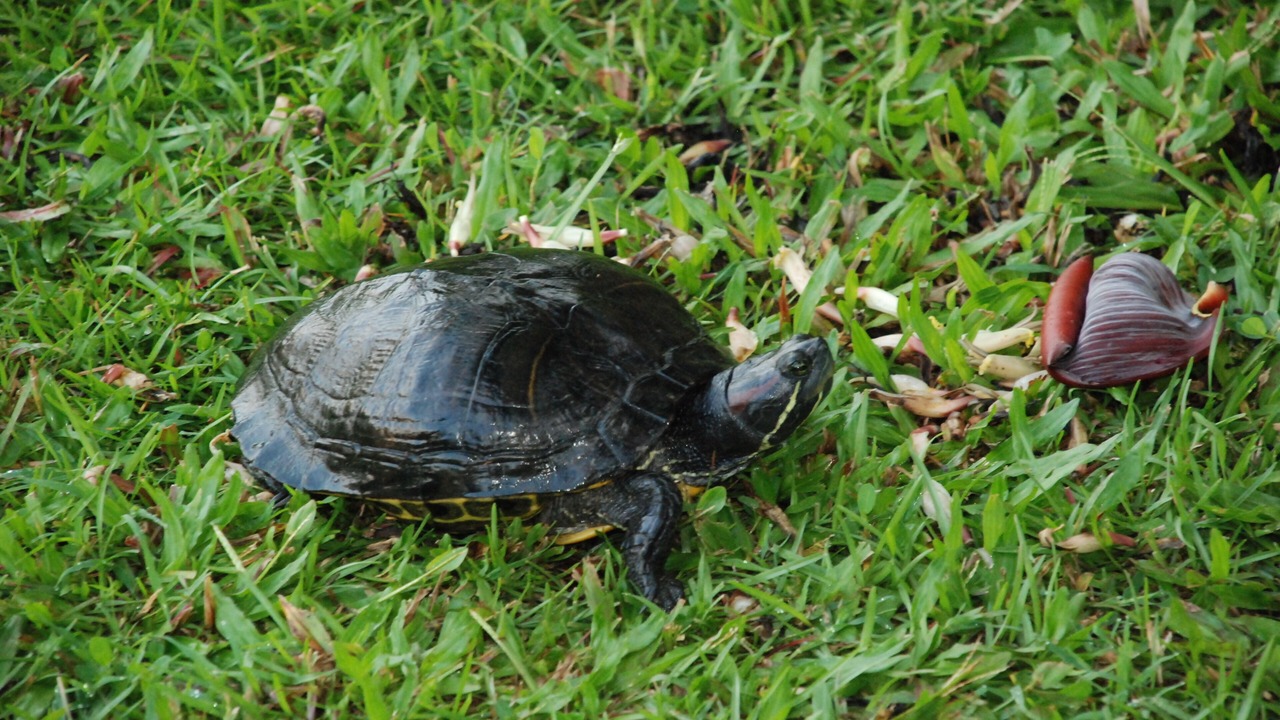 Photo of Others in Hauula