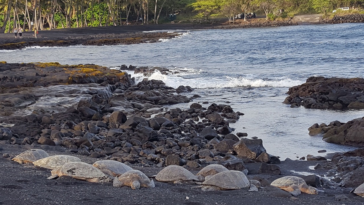 Photo of Others in Ocean View