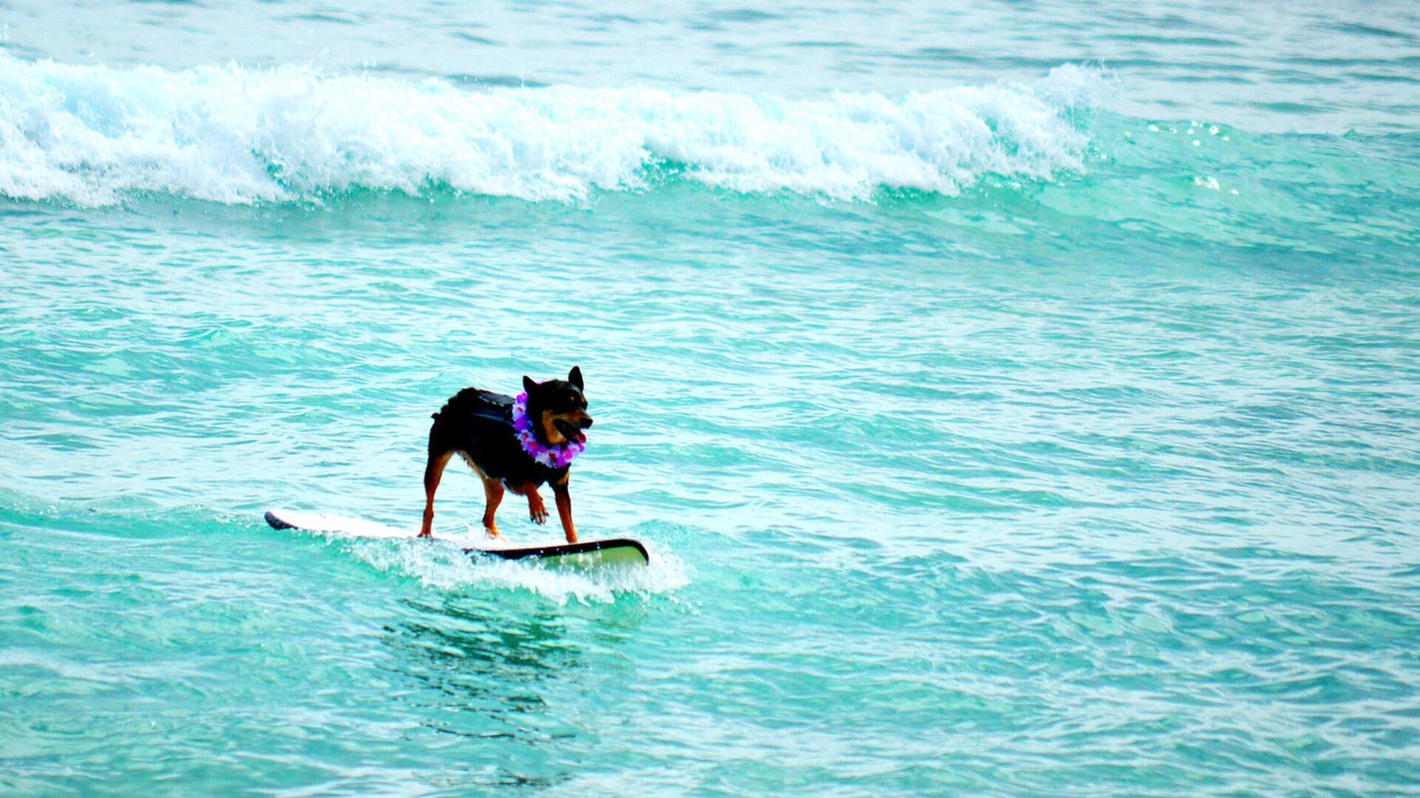 Photo of Others in Waikiki