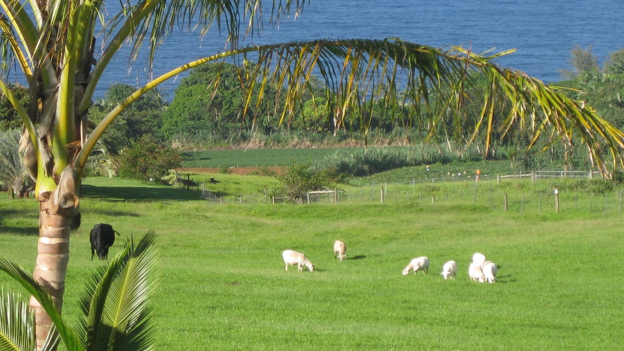 Photo of Others in Ninole