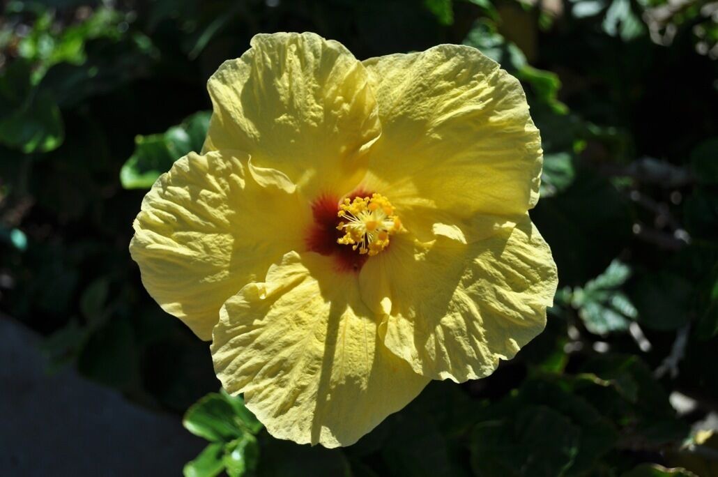 Photo of Others in Makaha
