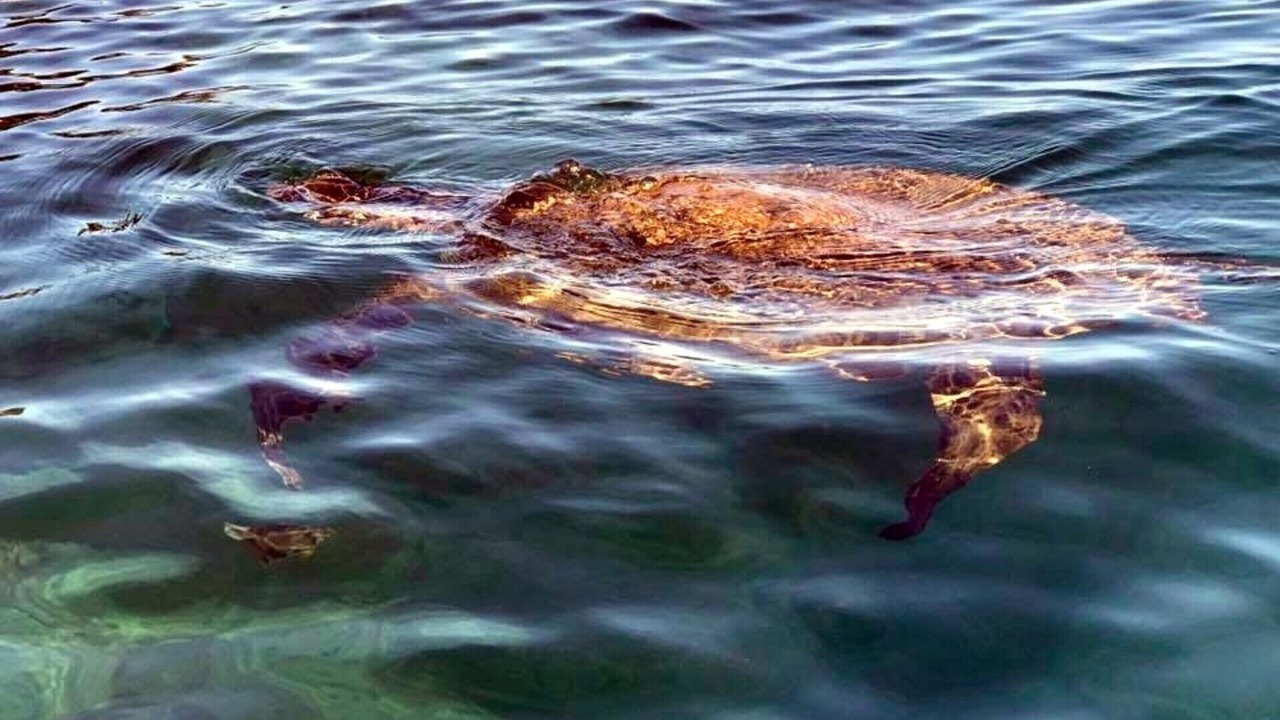Photo of Others in Waianae