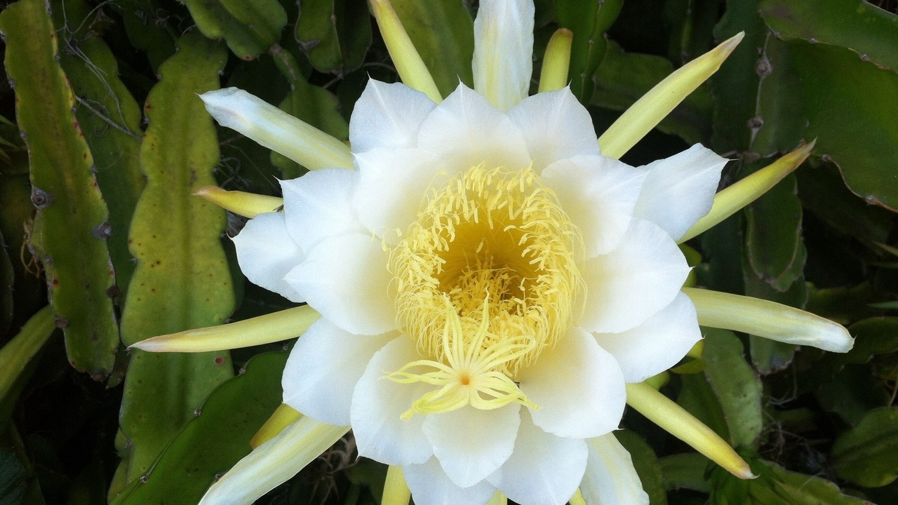Photo of Others in Wailea