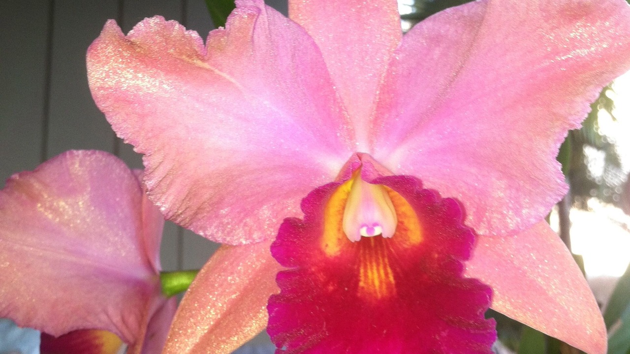 Photo of Outdoor in Wailea