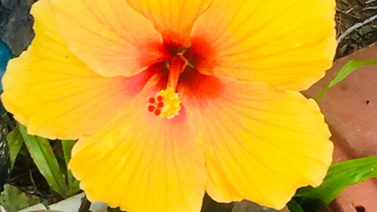 Photo of Outdoor in Wailea