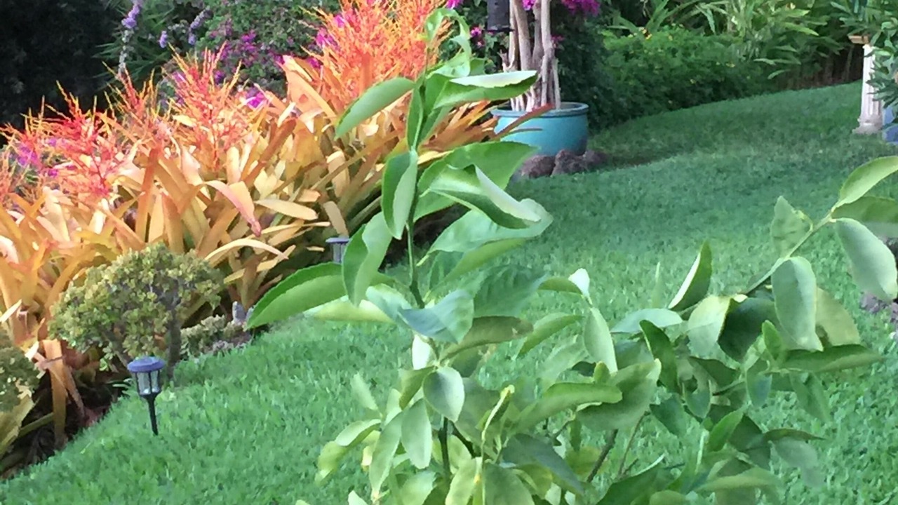 Photo of Outdoor in Wailea