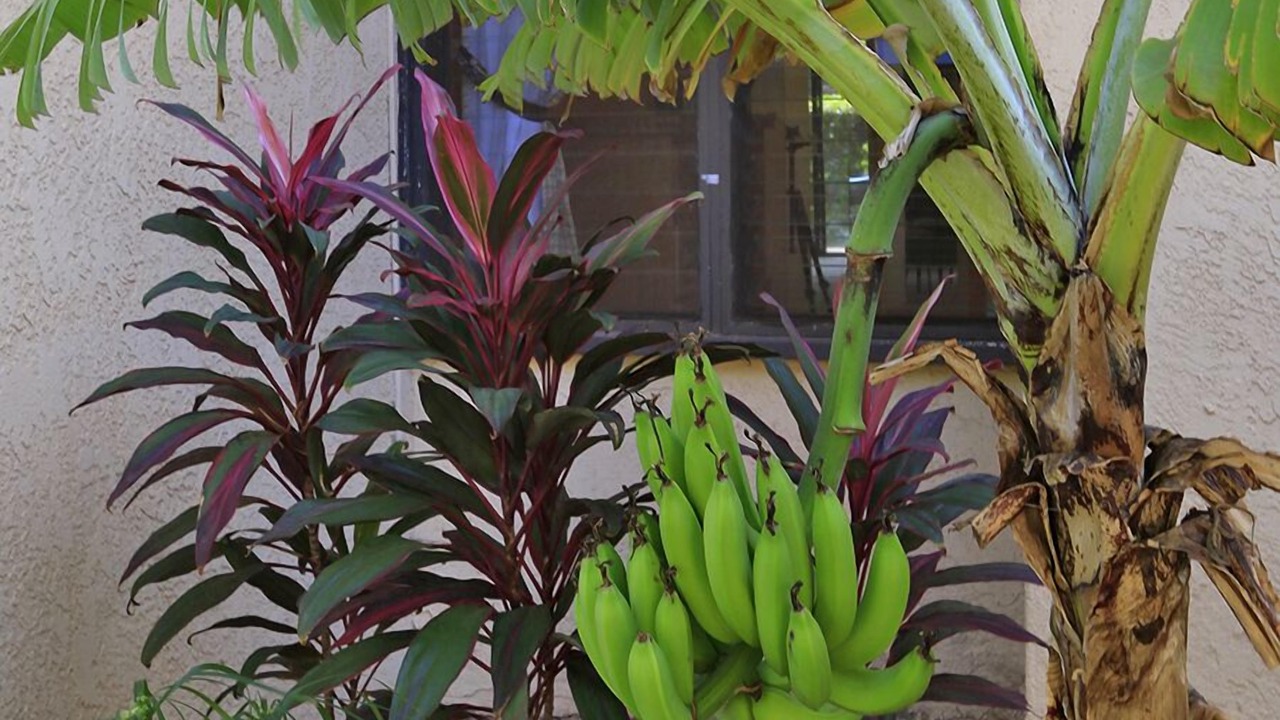 Photo of Others in Kihei